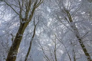 Snowy trees, treetops, forest, snow