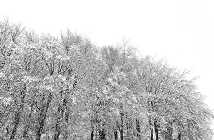 Snowy trees in winter forest kept in black and white