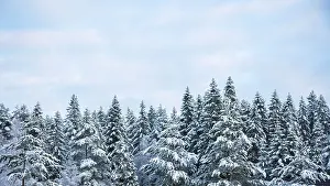 Snowy treetops and sky with cirrus clouds on sunny frosty day