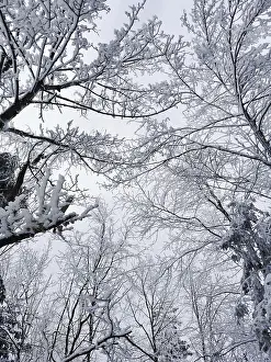 Snowy treetops stretch out into the quiet