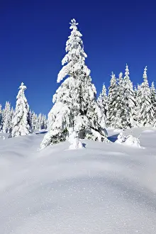 Snowy untouched winter landscape