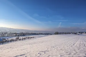 Snowy, wide field with a view of a distant row of trees and blue sky in the winter landscape