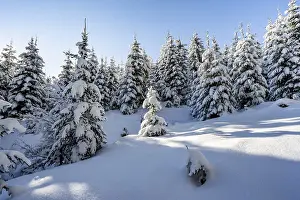 Snowy winter forest, Ascent to the Teufelstaettkopf