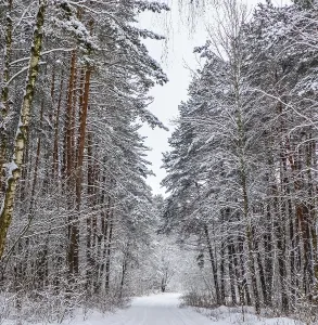 Snowy winter forest with beautiful trunks of pines and snow covered road