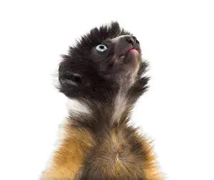 Soa, 4 months old, Crowned Sifaka against white background