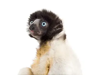 Soa, 4 months old, Crowned Sifaka against white background
