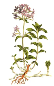 Soap root (Saponaria officinalis)