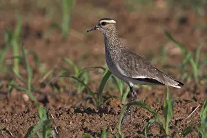 Sociable Lapwing (Vanellus gregarius), Oman, Asia