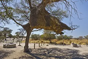 Sociable Weaver (Philetairus socius) nests in tree