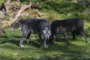 Social behaviour. Two Timberwolf