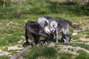 Social behaviour. Three Timberwolf