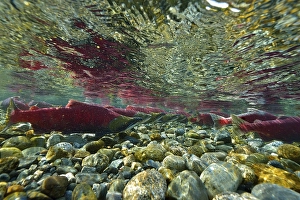 Sockeye Salmon, Redeye Salmon or Blueback Salmon (Oncorhynchus nerka)