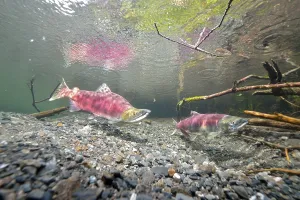 Sockeye Salmon, Redeye Salmon or Blueback Salmon (Oncorhynchus nerka)