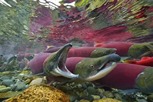 Sockeye Salmon, Redeye Salmon or Blueback Salmon (Oncorhynchus nerka) during spawning