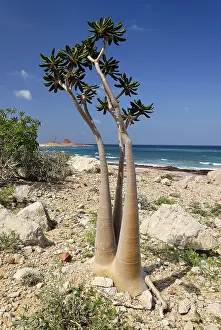 Socotra Desert Rose or Bottle Tree