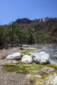 Socotra Dragon Tree or Dragon Blood Tree (Dracaena cinnabari) forest