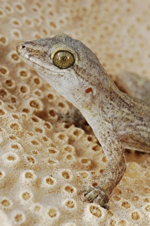 Socotran Gecko (Haemodracon trachyrhinus)
