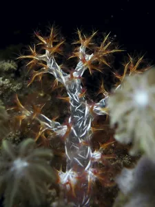 Soft coral with orange and white tentacles