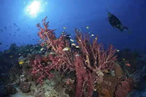 Soft coral on the reef, Siphonogorgia godeffroyi