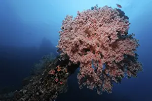 Soft Coral (Siponogorgia godeffroyi)
