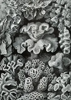 Soft corals, hexacorallia, six-pointed flower animals