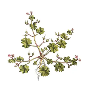 Soft cranesbill (Geranium molle)