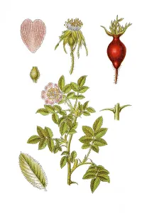 Soft downy rose (Rosa mollis), a medicinal plant