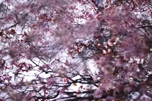 A soft-focus image capturing the delicate beauty of cherry blossoms with ethereal