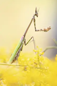 A soft-focus image of an Empusa pennata