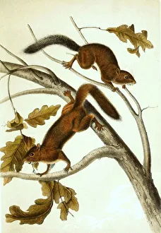 Soft-haired squirrel, Histoic, digitally restored reproduction of an original from the 19th century