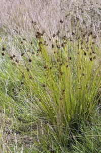 Soft rush (juncus inflexus) growing in a meadow in woold