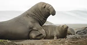 Soft sand of the Pacific Coast provides ground for mating rituals of the Elephant Seal