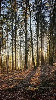 Soft sunlight falls through tall trees in autumn forest and creates long shadows