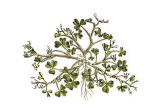 Soil-fruiting clover (Trifolium) subterraneum