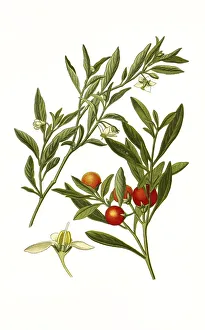 Solanum capsicastrum, Solanum pseudocapsicum