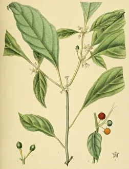 Solanum laeve, native to Southeast Asia