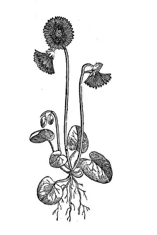 Soldanella alpina, illustration from 1890