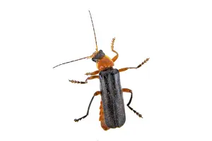 Soldier beetle isolated on a white background
