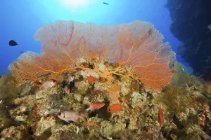 Soldierfish under fan coral, Annella mollis