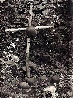 Soldier's grave, historic photograph