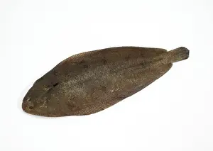 Sole, Sole (solea solea), Other animals