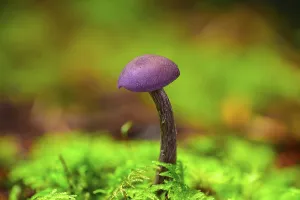 A solitary Amethyst Deceiver Laccaria amethysteo-occidentalis