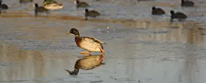 A solitary duck standing on ice reflecting its silhouette