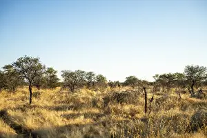 A solitary giraffe walking across the bright savanna of Namibia under a clear blue sky