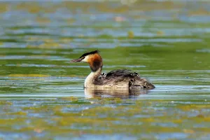 A solitary great crested grebe swimming in still water
