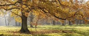 Category Forests Prints: Solitary oak tree in a clearing in the forest