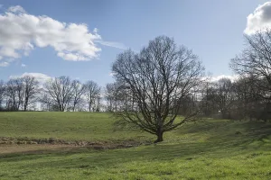 Solitary oak tree in a meadow, Schorfheide