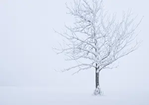 Framed Print : A solitary snow-covered tree (Acer pseudoplatanus) in a strong winter landscape