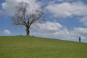 Solitary standing oak tree on a hill of a field with photographer