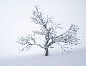 Framed Print : A solitary tree (Acer pseudoplatanus) covered in snow stands in a barren winter landscape